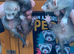 Ferret kits ready now
