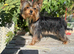Adorable 5month old Yorkshire terrier boy