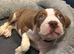 5 american bully x presa canario puppies for sale