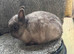 Netherland dwarf babies