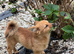 Papillon x Chihuahua Puppies