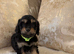 5 gorgeous Cavapoo puppies