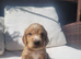 Gorgeous litter of golden cocker spaniel puppies