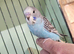Hand tame baby Budgies last 3 available