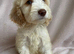 Cockapoo puppies