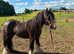 13hh 3 year old mare