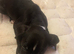 Staffie cross Frenchie