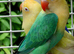 Pair of lovebirds