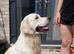 KC registered golden retriever puppies