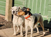 male parson jack Russell's