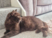 Beautiful Retired Chocolate GCCF/TICA Registered Lady