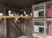 Lahore pigeons for sale