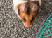 Female hamster