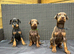 Beautiful family dobermanns *3 pups left *