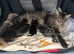 Wonderful kittens
