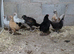 Farm Chicks , Adult Layers & Cockerels 12 Breeds