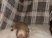 Tiny miniature dachshund