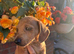 Dapple dachshund boy puppy