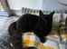 X2 sisters one black fluffy one tabby