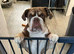 Lilac blue bulldog