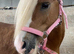 12h approx gelding