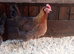 Chickens for sale