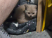Gorgeous British short hair kittens