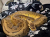 Various ball python for sale
