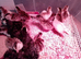 guinea fowl chicks (keets) for sale oied and pearl available