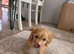4 cockerpoo puppy&rsquo;s