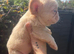 Unbelievable litter of 11 French Bulldogs