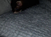 EU polecat kits