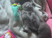 (One boy left now )have first litter of five amazing Bsh blues kittens(one boy left)