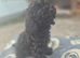 Cockapoo puppy