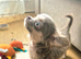 Female chihuahua- Fully Health Tested Parents