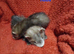 2 jills 2 hobs available