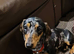Mini Dachshund