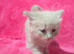 Dad full maine coon mum ragdoll