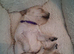 Golden Retrievers - Ready Sep 6th