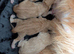 Maine Coon Kittens
