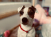 Last Boy Jack Russell Terrier Puppies