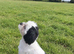 Female shihtzu