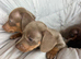 Miniature dachshund puppies
