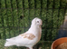 German owls pigeons