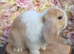 Female mini lop cream split