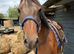 Lovely older mare for sale
