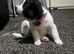 4pedigree Siberian husky / American Akita long haired puppy's.