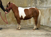 5yr old Unregistered Miniature Shetland Mare