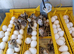 Quail chicks
