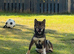 Shiba inu